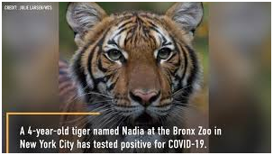 TIGER TESTED POSITIVE FOR COVID 19 IN NEW YORK