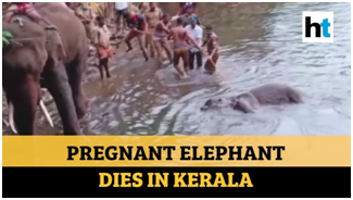 OUTRAGE AS ELEPHANT DIES AFTER EATING FRUIT PACKED WITH CRACKERS
