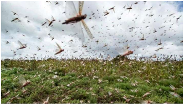 LOCUST ATTACK IN INDIA