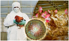 BIRD FLU THREAT