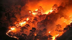 FOREST FIRES